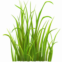 Fototapeta premium green grass on white background