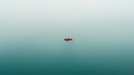 Fototapeta premium Red fish floating on calm water; peaceful, tranquil scene; possible use as nature wallpaper