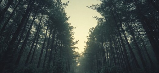 Obraz premium forest in mist