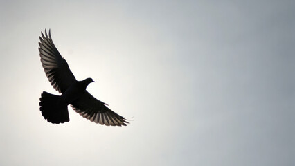 Fototapeta premium homing pigeon flies against bright,overcast sky for websites or blogs about birds,nature,or even historical communication methods,as homing pigeons were once used to carry messages