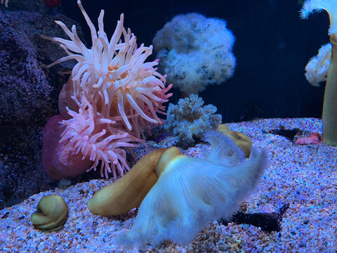 Beautiful anemone at an aquarium of dim lighting with black background in Osaka Kaiyukan (Aurelia aurita, saucer jelly) 
