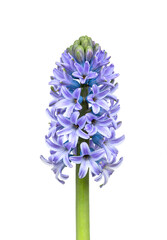 Obraz premium Hyacinth flower standing tall with violet blooms and lush greenery against a clean white background.