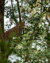 wild male leopard or panther or panthera pardus with eye contact resting on natural green tree branch in winter season safari at dhikala zone jim corbett national park forest uttarakhand india