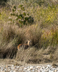 Indian hog deer or Axis porcinus with eye contact in near dry river bed and in natural grass background at dhikala zone of jim corbett national park forest tiger reserve uttar pradesh india asia