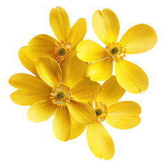 Obraz premium Yellow flowers png