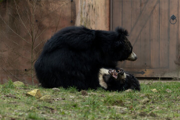 Two sloth bear playing in the grass