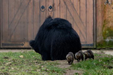 A group of Asian small-clawed otters walking behind the back of a black bear