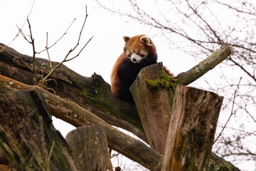 A red panda sitting in a tree 