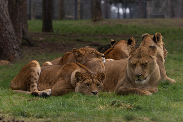 A group of lionesses with their cubs slepping in the grass
