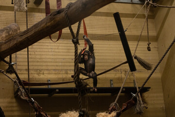 Chimpanzee hanging from a rope