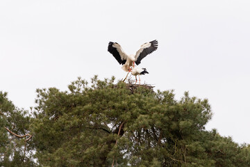 Two storks breeding on a nest 
