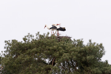 Two storks on a nest 