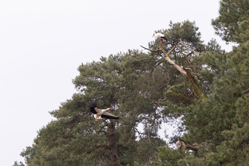 A stork flying to a tree and one sitting in a tree 