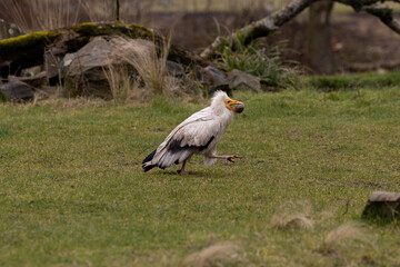 A palm-nut vulture carrying a stone to break an egg