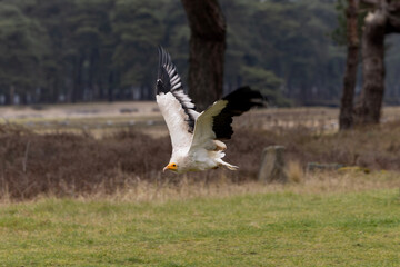 A palm-nut vulture flying 