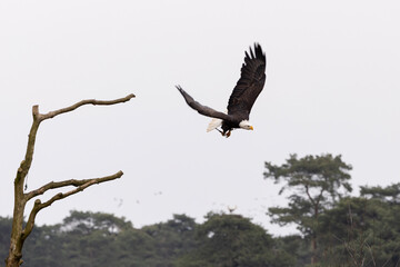 A bald eagle taking off