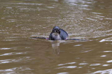 An African penguin swimming