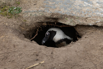 An African penguin in its nest 