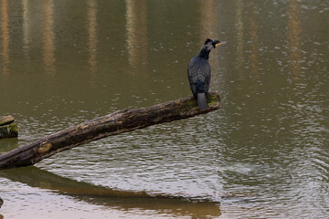 A great blach cormorant sitting on a branch 