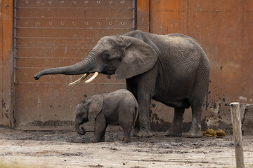 Mother and baby elephant
