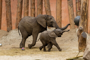 mother and baby elephant running 