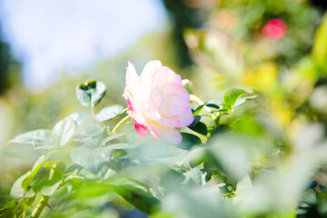 Fototapeta premium 鶴舞公園