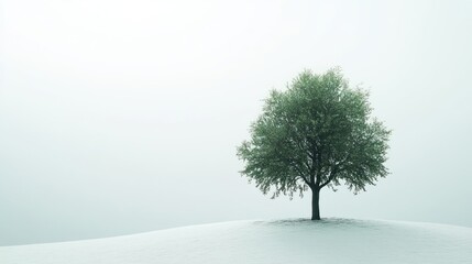 Fototapeta premium Lone tree, snowy hill, foggy day, peace