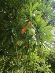 Cerbera Manghas Fruit