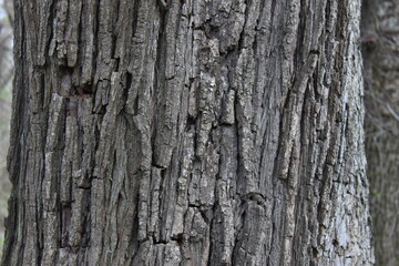 Obraz premium tree bark