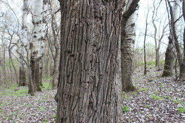 tree bark