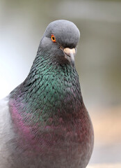 Close-up of a common urban pigeon against a blurred background. Soft selective focus.