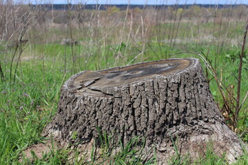 Fototapeta premium old tree stump