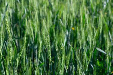 Lush green wheat field sways gently in the warm sunlight during a serene afternoon in the countryside, showcasing nature's abundant beauty