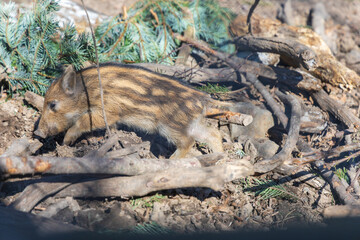 Wild boar - Sus scrofa - in the forest and by the in its natural habitat. Photo of wild nature