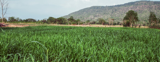 corn animal feed cultivation area natural farmers