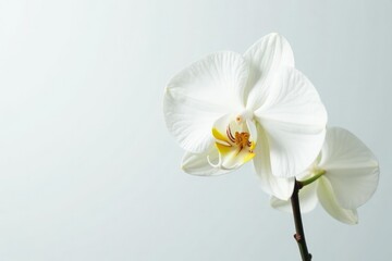 Delicate white orchid blossom against pure white backdrop, white, pure, nature