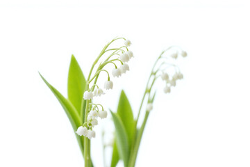 Fototapeta premium bunch of lily of the valley flowers on a white background