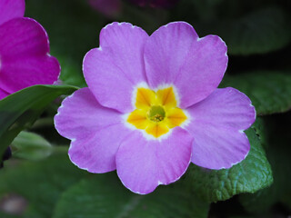 Nahaufnahme einer Primelbl&uuml;te in lila