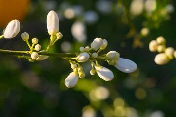 Blossoming branches reveal delicate white flowers in early morning sunlight at a serene garden retreat