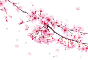 Delicate pink watercolor cherry blossoms, branches, and falling petals on a white background , buds, pink