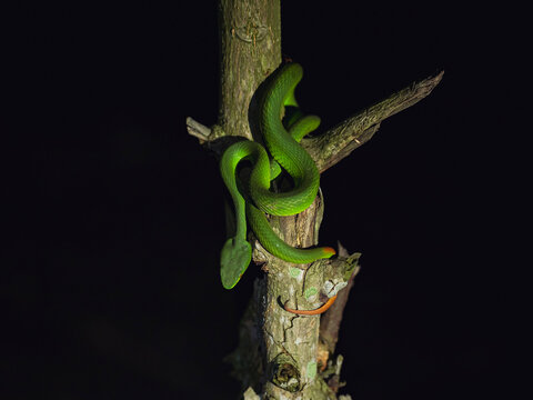 Green Pit Viper around a tree