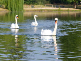 Cygnes blancs sur un lac