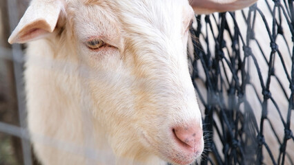 Obraz premium white goat looking through the fence in the farm