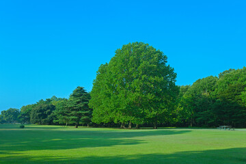 緑の公園