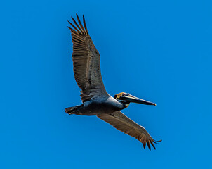 A close up view of a brown Pelican flying above in the waters of the River Tarcoles in Costa Rica in early springtime