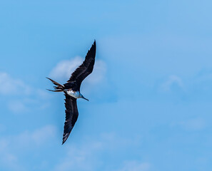 A view of a Frigatebird soaring high above the River Tarcoles in Costa Rica in early springtime