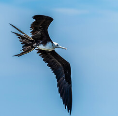 A close up view of a Frigatebird above the waters of the River Tarcoles in Costa Rica in early springtime