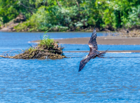 A view of a Frigatebird gliding just above the waters of the River Tarcoles in Costa Rica in early springtime
