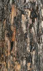 木の表面アップ、街路樹