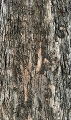 Obraz premium 木の表面アップ、街路樹